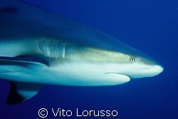 Fishs - Carcharhinus plumbeus by Vito Lorusso 